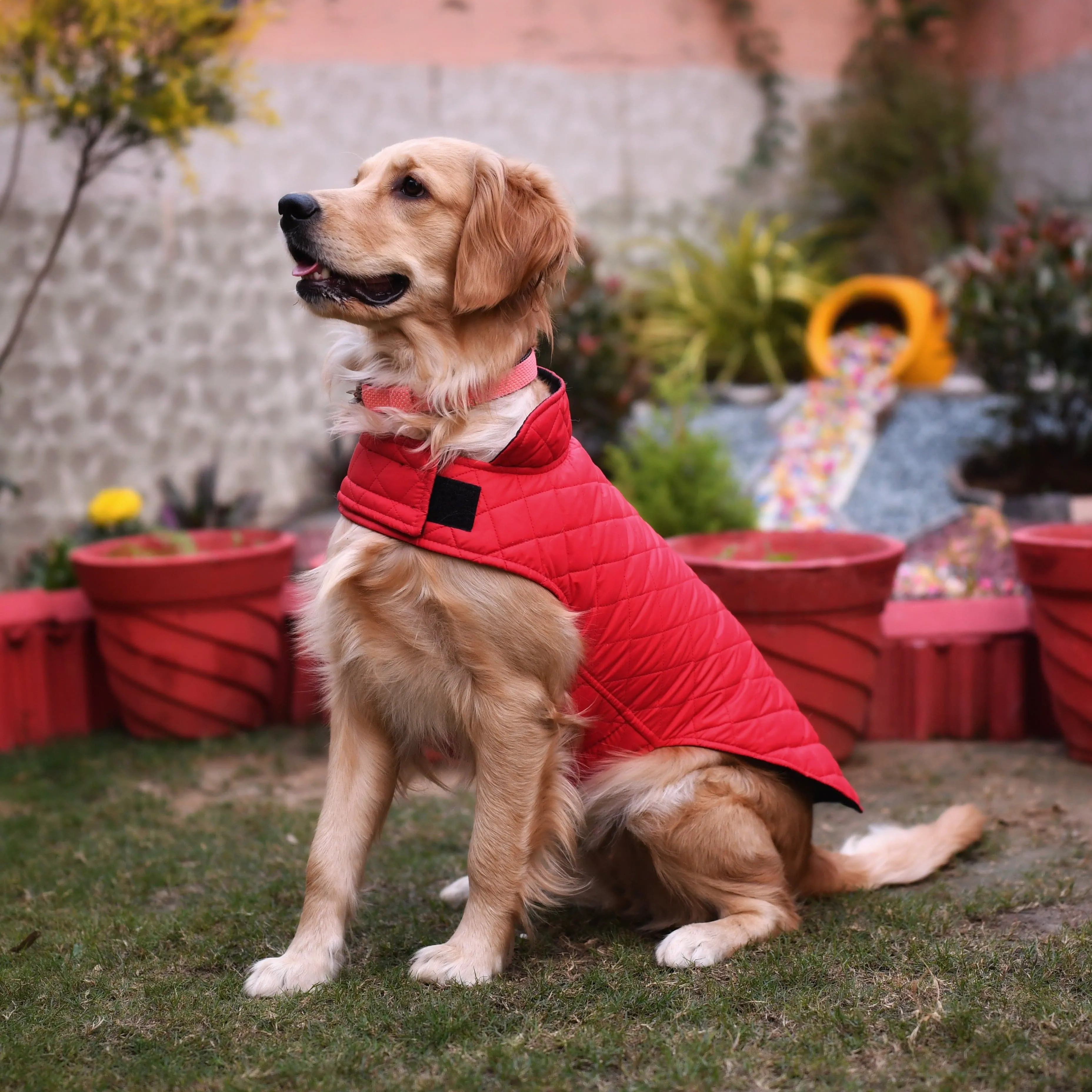 Goofy Tails Winter Jacket for Dogs and Puppies (Red)